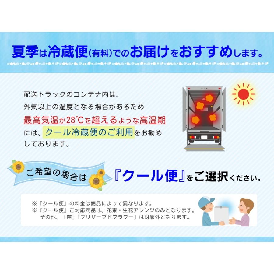 しきみ 根付き ２本セット一対 生花 切り花 おしきみ おしきび シキミ シキビ 樒 お供え お悔やみ 仏壇 枝物 Shikimi ファームフローラル 通販 Yahoo ショッピング