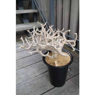 オトンナ フルカタ 6号 発根済現地球 現品 発根済現地球 塊根