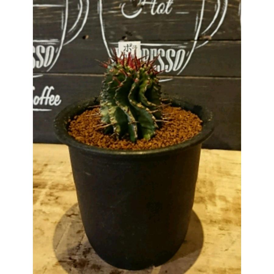 ユーフォルビア ポリゴナ 現品 Zhipk52b0i エフ プランツ 通販 Yahoo ショッピング