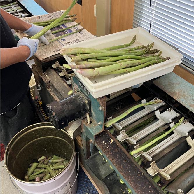 あすぱらの田中 アスパラガスLサイズ1kg 【冷蔵】 : FMきたかた