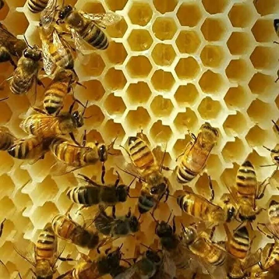 ミツバチ 巣箱 蜜蜂巣箱 4個 フローハイブ 蜂巣 巣脾 巣礎 巣枠 ミツバチ巣 自流蜜蜂巣 採蜜器 蜜蜂飼育 ミツバチ飼育 自動ハチミツ採取 Bees Hives 養蜂器｜fmld｜02