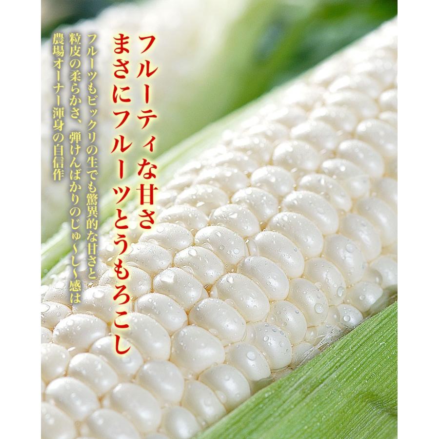 とうもろこし 白粒 L〜2L×10本　北海道産 とうきび　お届け日指定不可無効　2024年8月下旬前後頃よりご注文順に発送｜foodsland｜03