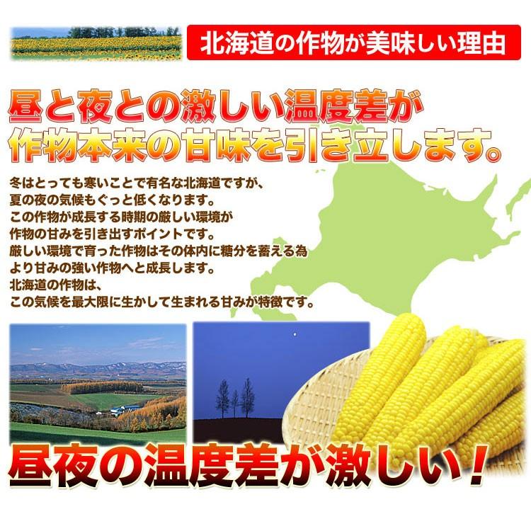 とうもろこし 白粒 L〜2L×10本　北海道産 とうきび　お届け日指定不可無効　2024年8月下旬前後頃よりご注文順に発送｜foodsland｜06