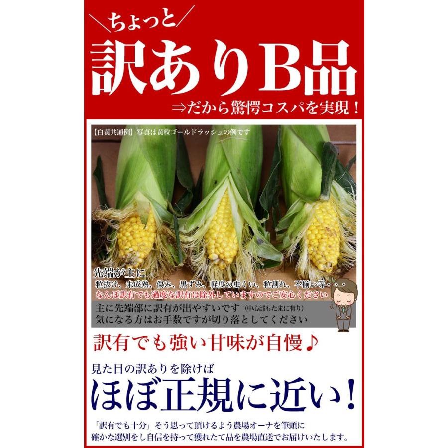 とうもろこし 白粒　訳あり 20〜30前後　北海道産 とうきび わけあり 訳有　お届け日指定不可無効　2024年8月下旬前後頃よりご注文順に発送｜foodsland｜03