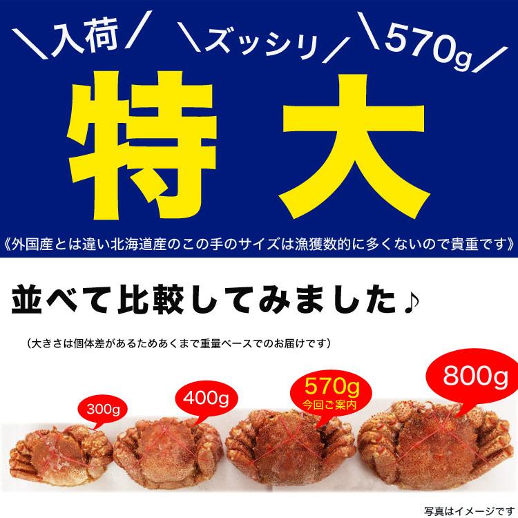 在庫限り最安値に挑戦 特大 毛ガニ 570g 前後×3尾セット 北海道産 姿