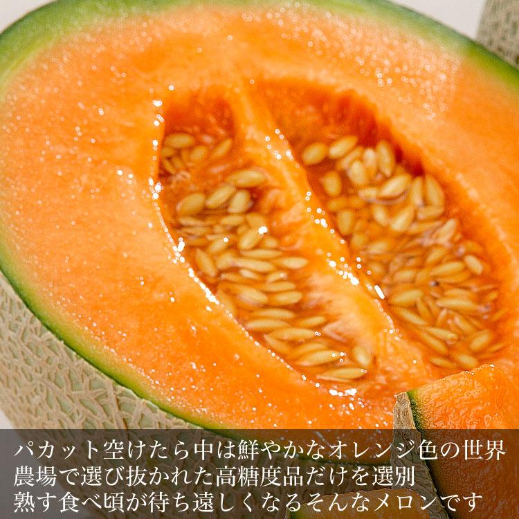 2026年収穫予約 赤肉スウィートメロン 北海道産 1.3kg前後×1玉 めろん お届け日指定不可 2026年7月上旬〜中旬頃より順次発送 お中元 暑中見舞い ギフト お祝 |  | 07