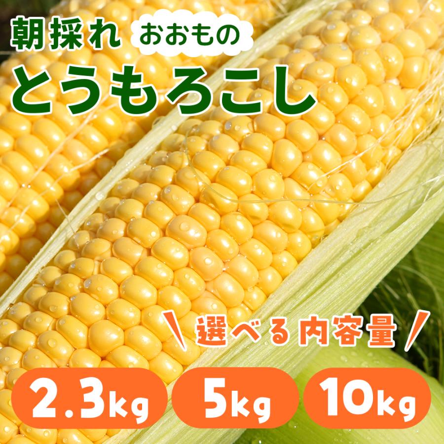 冷蔵発送！】朝採れ限定！山梨県産 おおもの とうもろこし 2.3kg・5kg
