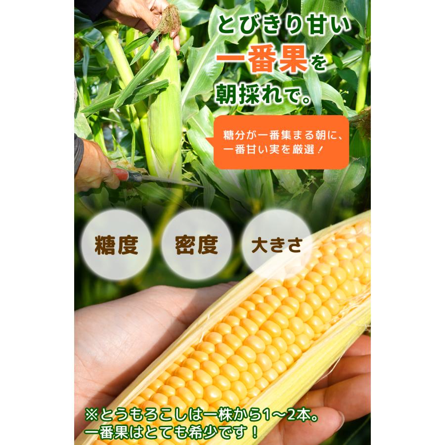 冷蔵発送！】朝採れ限定！山梨県産 おおもの とうもろこし 2.3kg・5kg