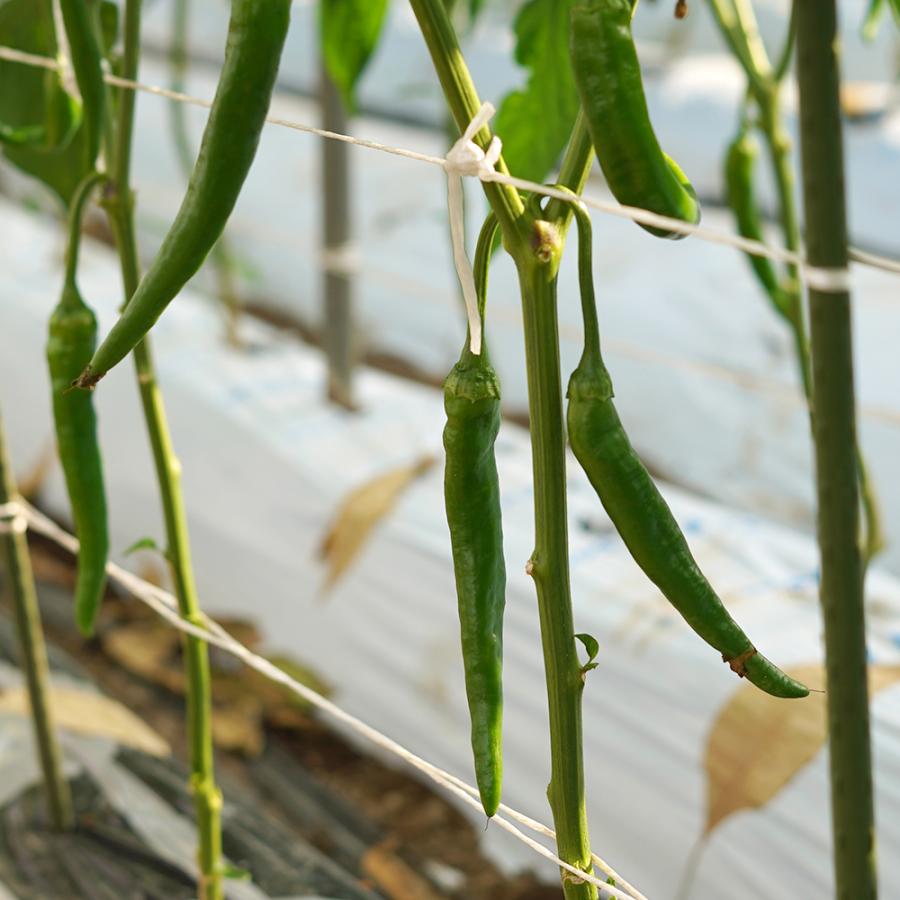 八ヶ岳 青唐辛子 生とうがらし 500g / 辛く無い〜小辛 国産 山梨県産