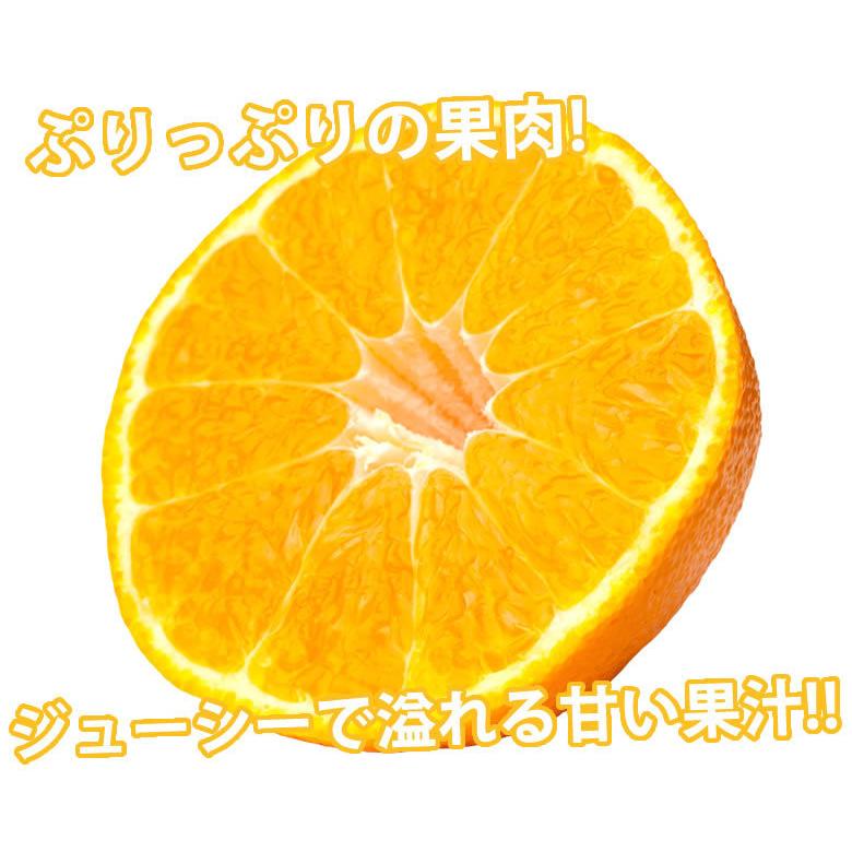 みかん デコポン 光センサー選果 約2kg 送料無料 御歳暮 ギフト みかん デコポン 光センサー選果 約2kg 送料無料 御歳暮 ギフト