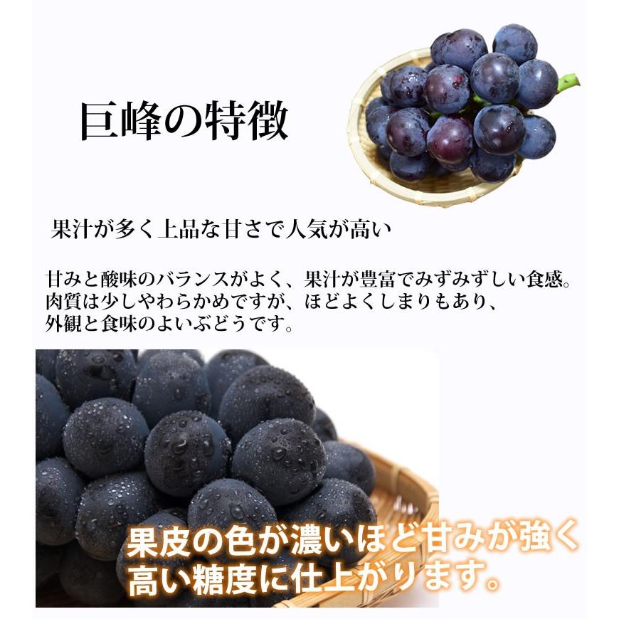 ぶどう 巨峰 約1.2kg（約300g&times;4パック） 送料無料 福岡・熊本県産 〈クール便でお届け〉きょほう 葡萄 黒ぶどう 藤稔 ピオーネ