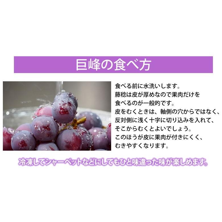 ぶどう 巨峰 約1.2kg（約300g&times;4パック） 送料無料 福岡・熊本県産 〈クール便でお届け〉きょほう 葡萄 黒ぶどう 藤稔 ピオーネ