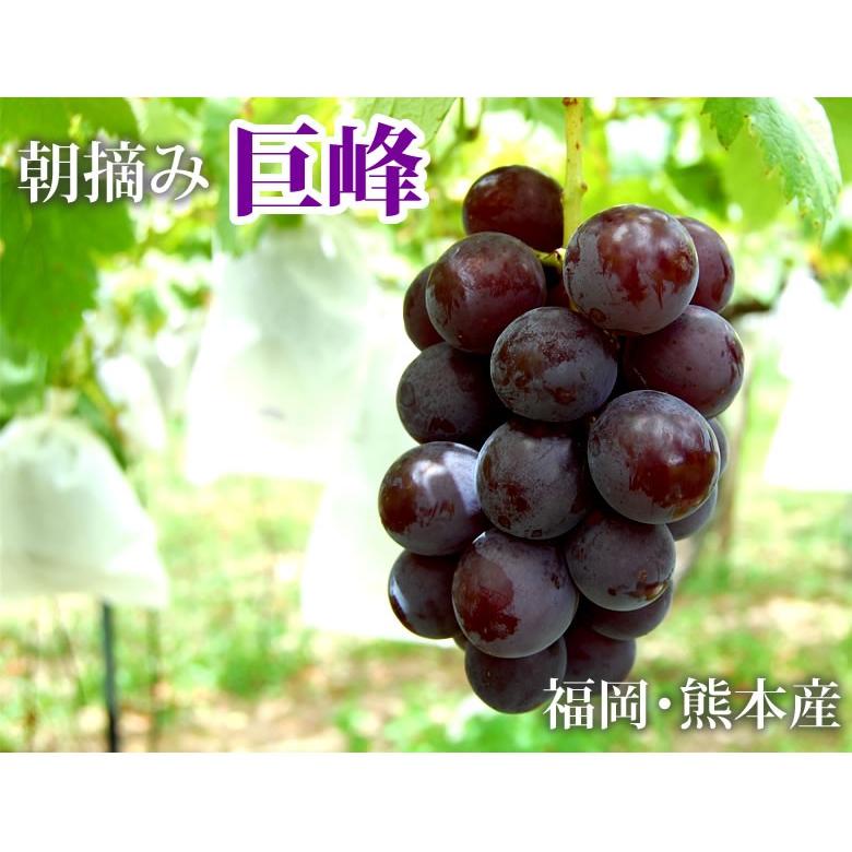 ぶどう 巨峰 送料無料 2kg バラ 房混合 福岡 熊本県産 きょほう 葡萄 黒ぶどう 藤稔 ピオーネ Y F Grape2kg Foody S 通販 Yahoo ショッピング