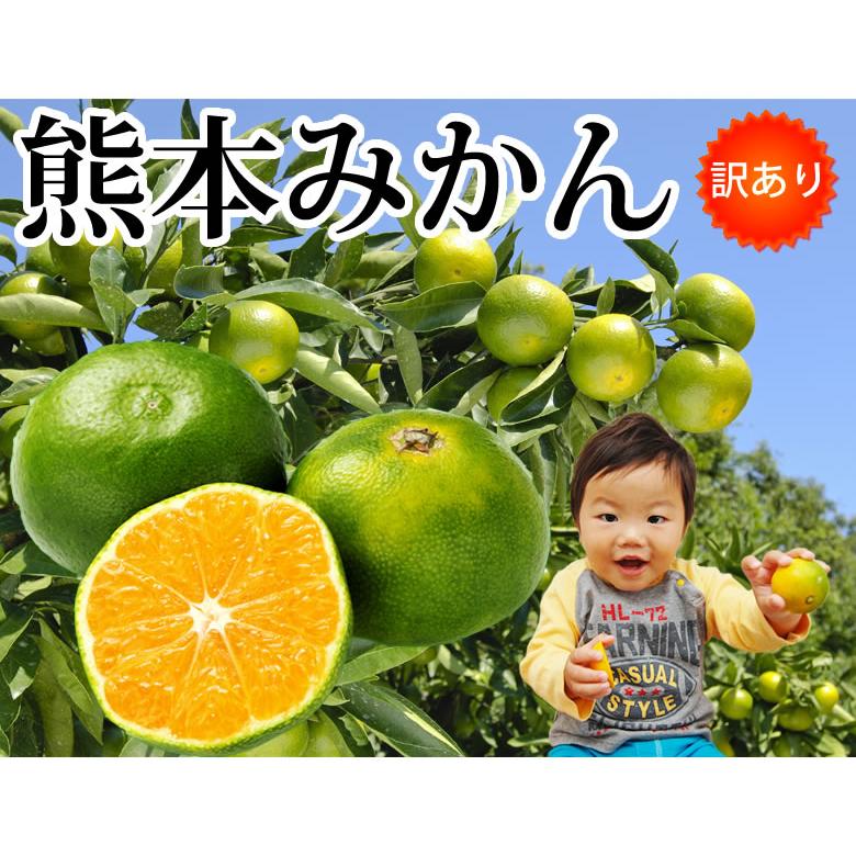 みかん 訳あり 送料無料 1.5kg 2セット購入で1セットおまけ 3セット購入で3セットおまけ 熊本みかん 熊本県産 極早生みかん 蜜柑 ミカン :y-gkmikan1-5kg:Foody's - 通販 - Yahoo!ショッピング みかん 訳あり 送料無料 1.5kg 2セット購入で1セットおまけ 3セット購入で3セットおまけ 熊本みかん 熊本県産 極早生みかん 蜜柑 ミカン :y-gkmikan1-5kg:Foody's - 通販 - Yahoo!ショッピング