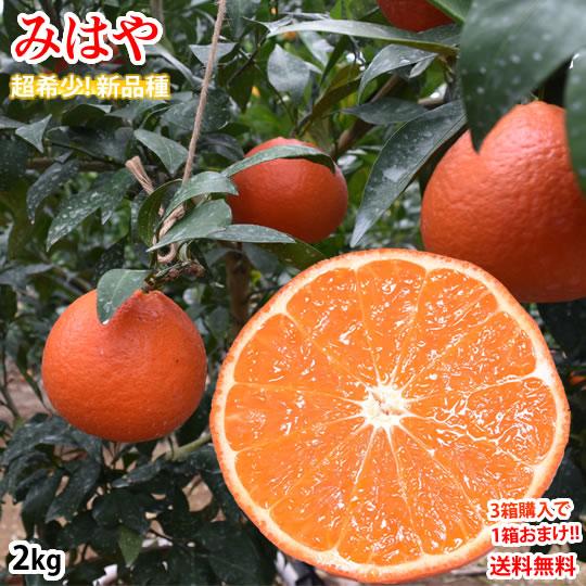 みはや みかん 送料無料 秀品 2kg 3箱購入で1箱おまけ 希少品種 みはや みかん 送料無料 秀品 2kg 3箱購入で1箱おまけ 希少品種