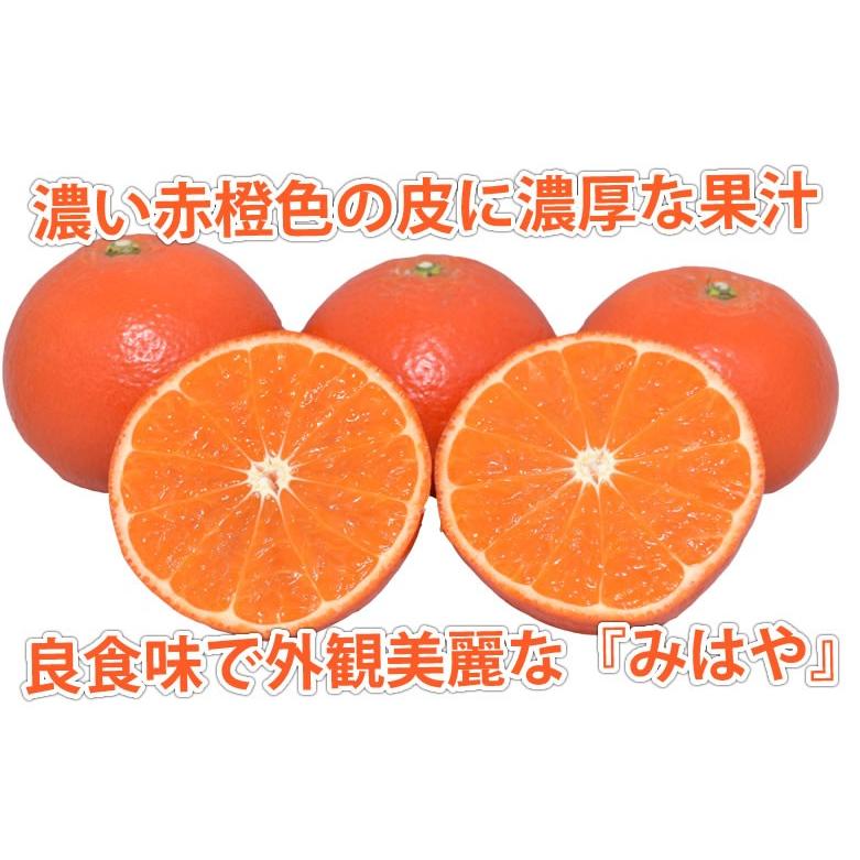 みはや みかん 送料無料 秀品 2kg 3箱購入で1箱おまけ ハウス栽培 希少品種 熊本県産 蜜柑 早生みかん ミカン Y Mihaya Foody S 通販 Yahoo ショッピング