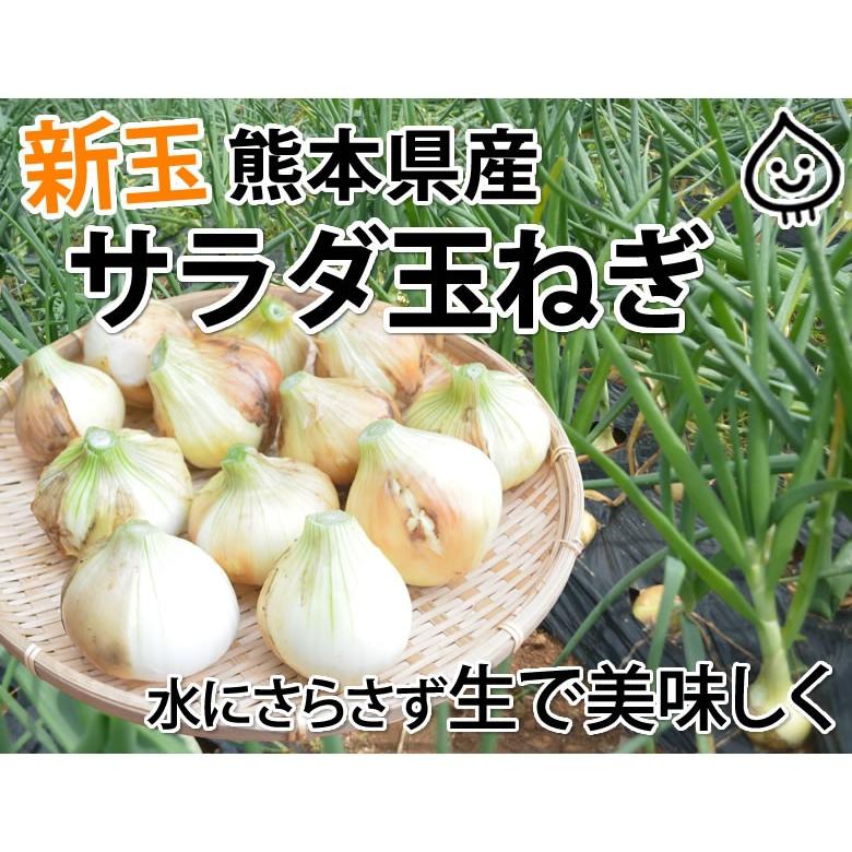玉ねぎ サラダ玉ねぎ 送料無料 新玉 1.5kg S〜L 熊本県産 2セットで1