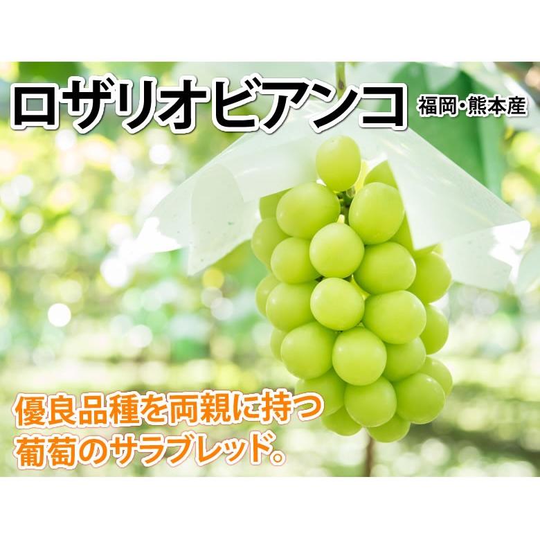 ロザリオビアンコ ぶどう 送料無料 1kg 2 3房 2箱購入で1箱おまけ クール便でお届け 福岡 熊本県産 マスカット 葡萄 ブドウ Y R Grape Foody S 通販 Yahoo ショッピング