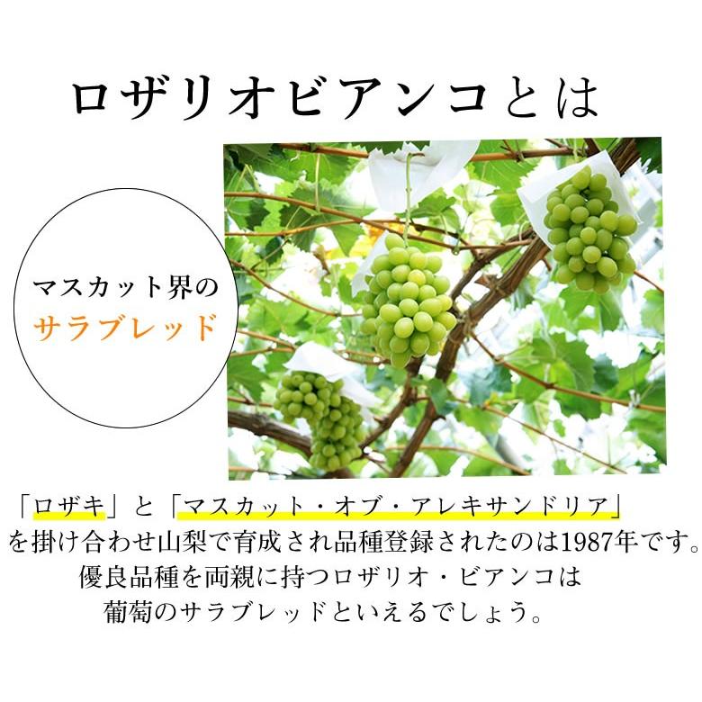 ロザリオビアンコ ぶどう 送料無料 1kg 2 3房 2箱購入で1箱おまけ クール便でお届け 福岡 熊本県産 マスカット 葡萄 ブドウ Y R Grape Foody S 通販 Yahoo ショッピング