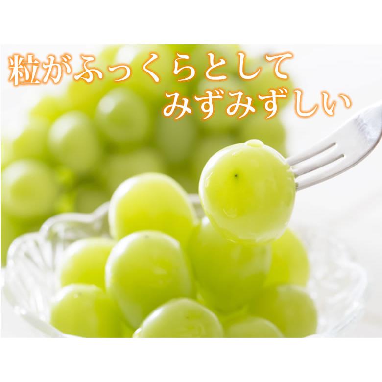 ロザリオビアンコ ぶどう 送料無料 1kg 2 3房 2箱購入で1箱おまけ クール便でお届け 福岡 熊本県産 マスカット 葡萄 ブドウ Y R Grape Foody S 通販 Yahoo ショッピング