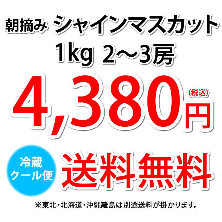 北海道クール便‼️シャインマスカット　葡萄　ぶどう　ブドウ箱込み5kg クール便でお届け〉 シャインマスカット ぶどう 送料無料 1kg 2