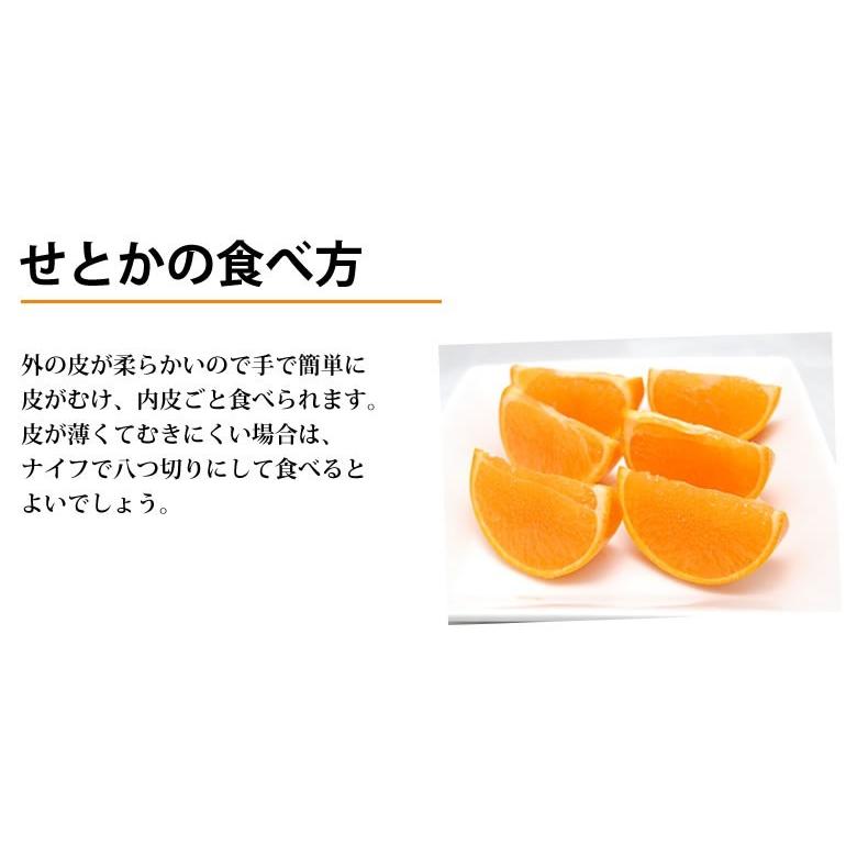 熊本県産ハウス栽培せとかs.ssサイズ13.5キロ ハウス栽培 せとか JAからつ 佐賀県産 M～Lサイズ 約2.5kg（12～18玉