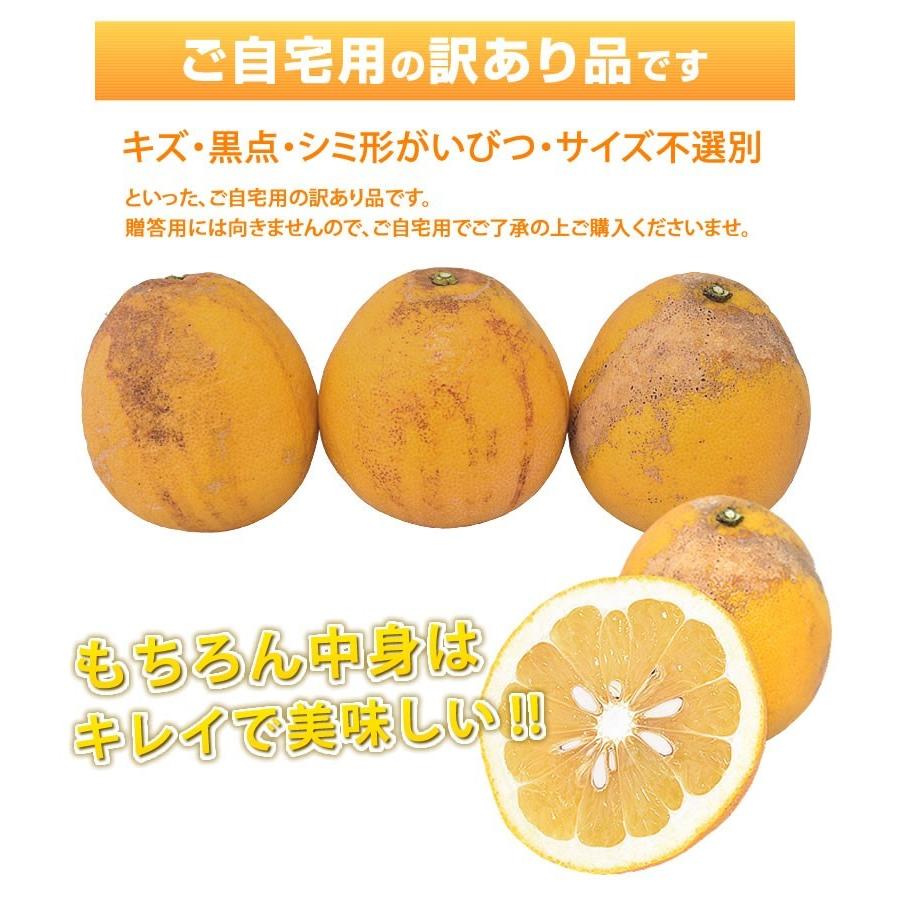 みかん 河内晩柑 送料無料 訳あり 10kg 箱込 (内容量9kg+不良果補償分500g) S〜3L お取り寄せ 和製グレープフルーツ 晩柑 熊本県産 美生柑｜foodys｜05