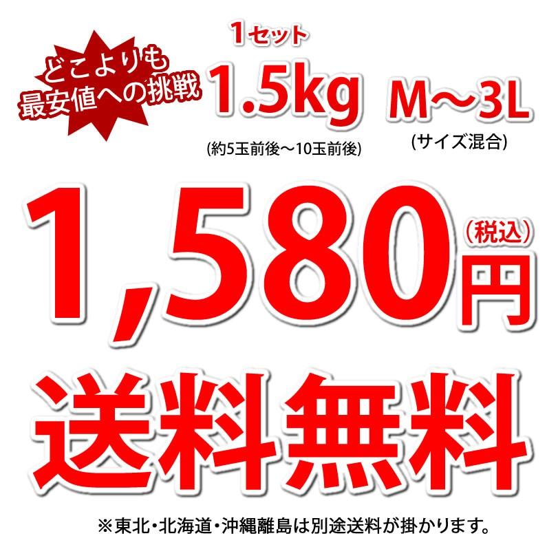 デコポン 同品種 デコみかん 訳あり 送料無料 ハウス栽培 1.5kg 2セット購入で1セットおまけ 3セット購入で3セットおまけ みかん 熊本県産 不知火 ミカン 蜜柑｜foodys｜05