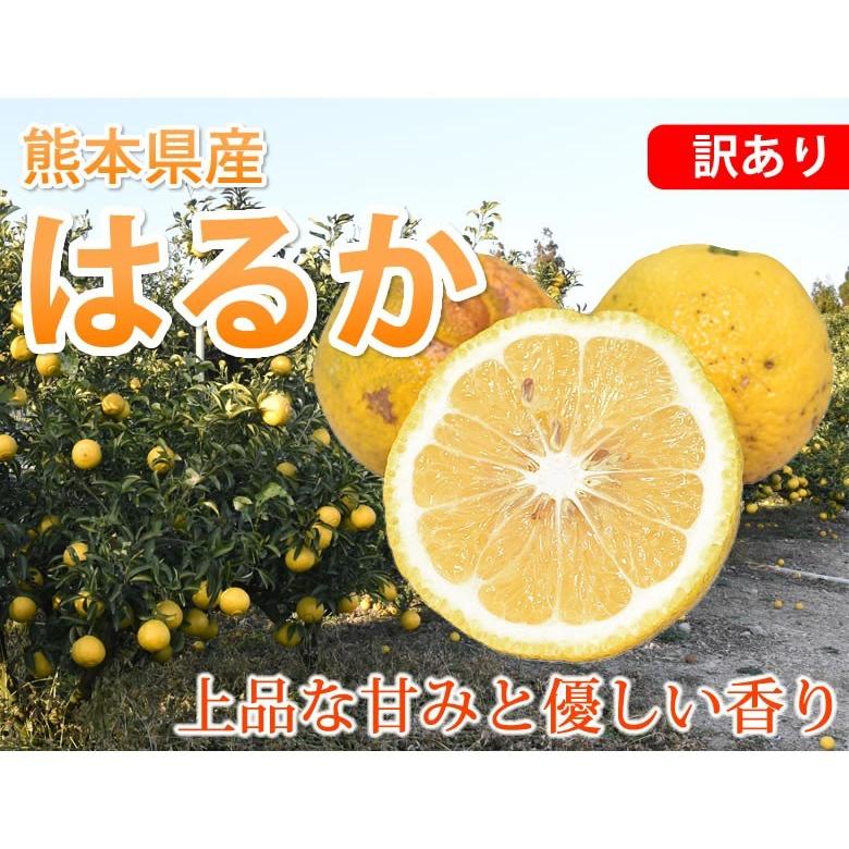 はるか みかん 10kg 箱込(内容量9kg+補償分500g) 送料無料 訳 はるか みかん 10kg 箱込(内容量9kg+補償分500g) 送料無料 訳