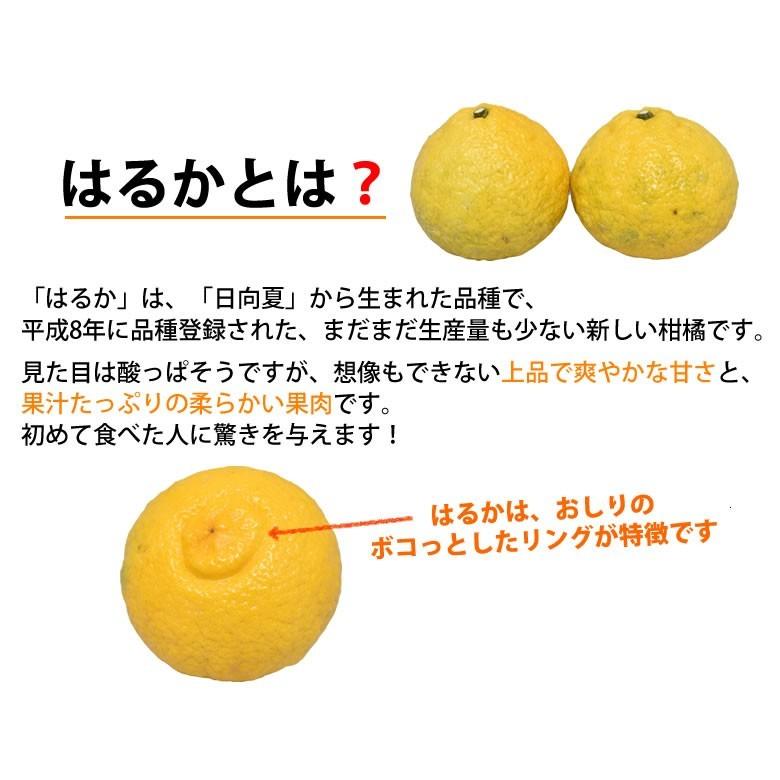 はるか みかん 10kg 箱込(内容量9kg+補償分500g) 送料無料 訳 はるか みかん 10kg 箱込(内容量9kg+補償分500g) 送料無料 訳