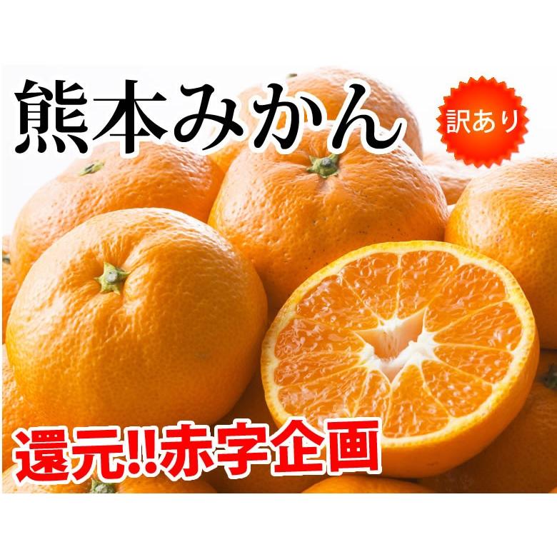 みかん 10kg 送料無料 訳あり 箱込（内容量9kg＋補償分500g) 無選別 熊本みかん 極早生みかん 早生みかん 温州みかん蜜柑 ミカン｜foodys｜02