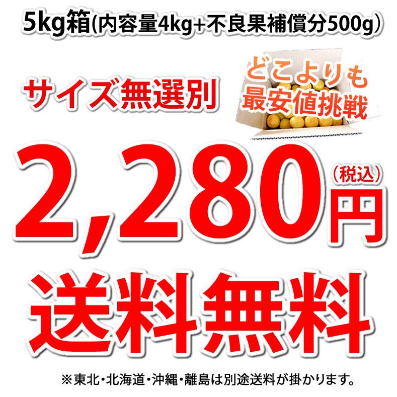 みかん 5kg 送料無料 訳あり 箱込（内容量4kg＋補償分500g) 無選別 熊本みかん 極早生みかん 早生みかん 温州みかん蜜柑 ミカン｜foodys｜03