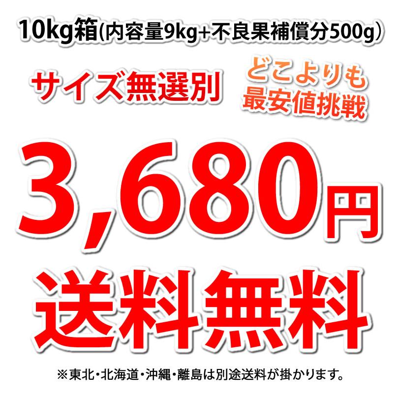 パール柑 10kg 箱込 (内容量9kg+不良果補償分500g)  文旦 みかん 送料無料 訳あり S〜2Lサイズ混合 熊本県産 グレープフルーツ 蜜柑｜foodys｜03