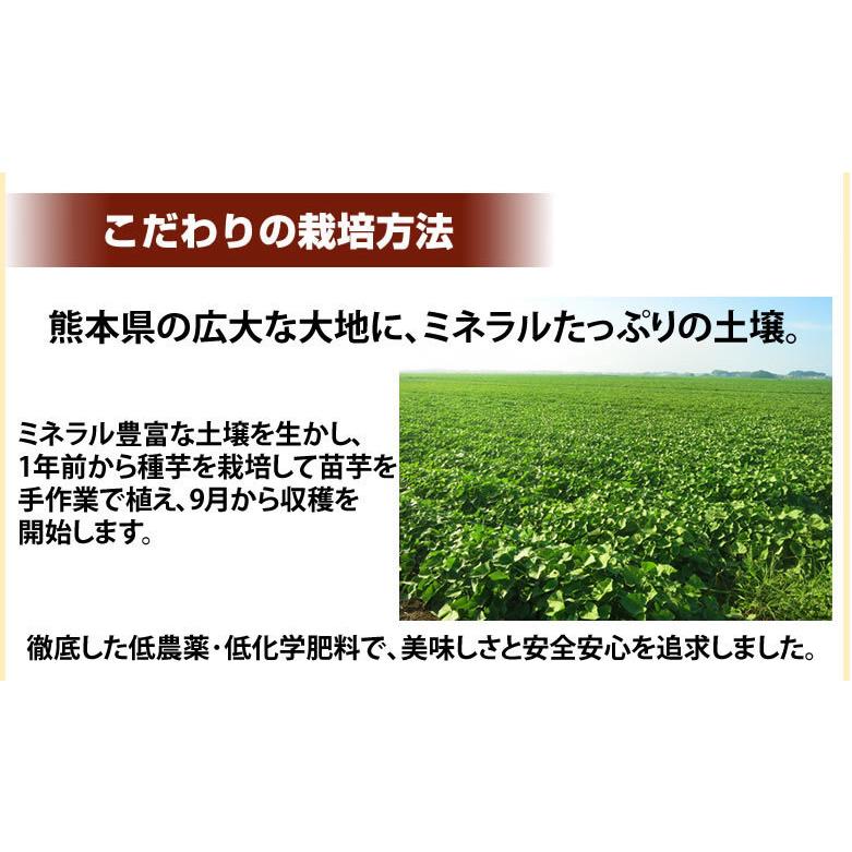 さつまいも シルクスイート 訳あり 5kg 箱込（内容量4kg＋補償分500g)  送料無料 熊本・宮崎県産 サツマイモ 春こがね 紅まさり 焼き芋 芋 いも｜foodys｜06