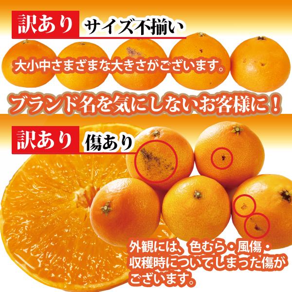 紅まどんな規格外 あいか ５kg S〜4Lサイズ 大きさおまかせ 訳あり・ご家庭用 フルーツ 愛媛産 愛媛果試28号 送料無料｜footmark｜03