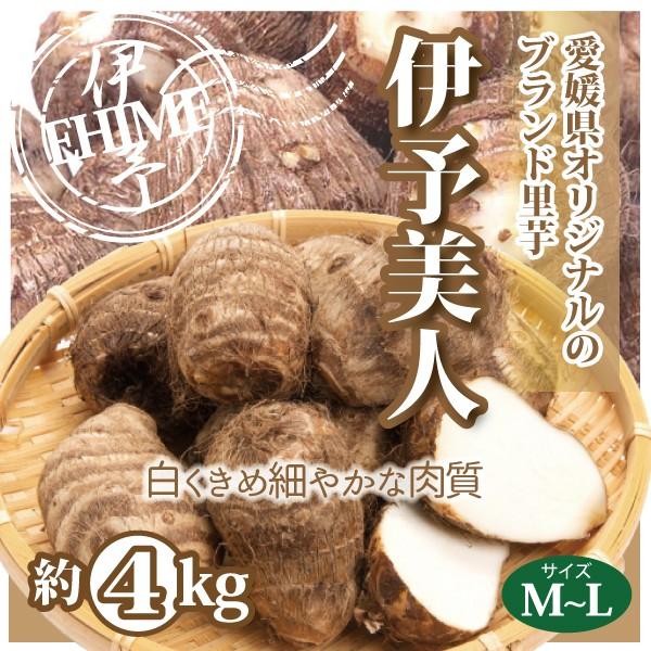 愛媛県産　伊予美人　里芋約20kg 栽培期間中農薬不使用　お徳用 さといも 里芋 伊予美人 愛媛産 送料無料 約4kg M〜2Lサイズ