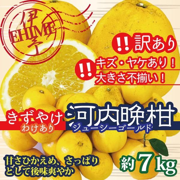 河内晩柑 美生柑 愛媛産 シューシーゴールド キズ 送料無料 激安特価品 ヤケ 訳あり 約７kg サイズ不揃い