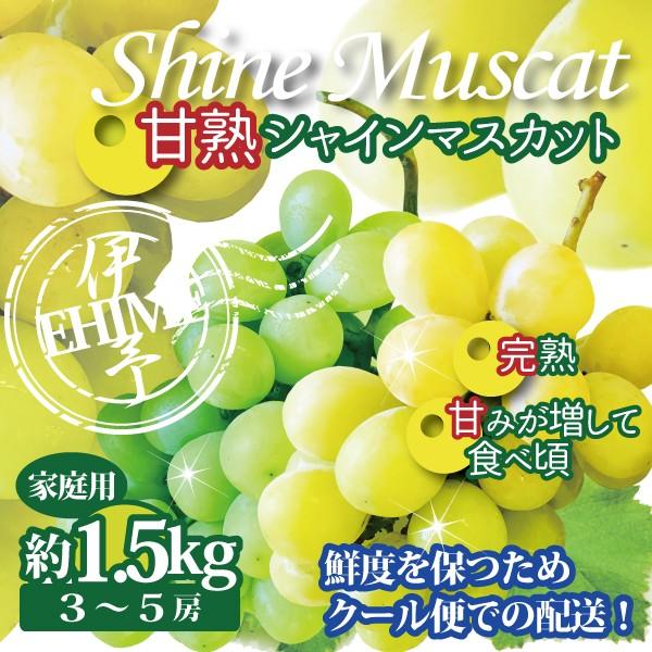 ぶどう マスカット 甘熟 シャインマスカット 約1.4〜1.5kg ３〜５房 フルーツ クール便 愛媛・香川・岡山産 ご家庭用｜footmark