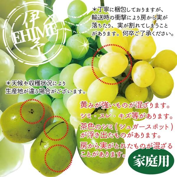 ぶどう マスカット 甘熟 シャインマスカット 約1.4〜1.5kg 3〜5房