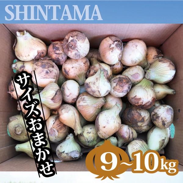 玉ねぎ 愛媛産 新玉ねぎ 訳あり 大きさおまかせ 送料無料 ９〜１０kg｜footmark｜02