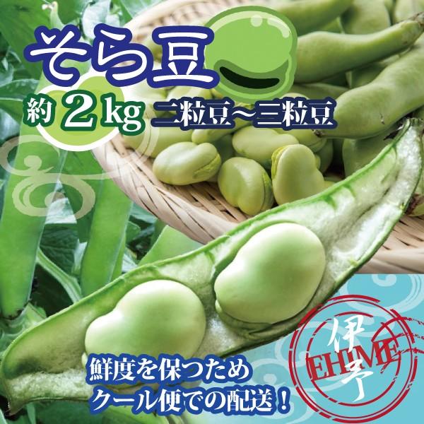 ソラマメ そら豆 愛媛産 空豆 送料無料  約２kg 2粒豆〜3粒豆 クール便発送（Yahoo!・Footmark）