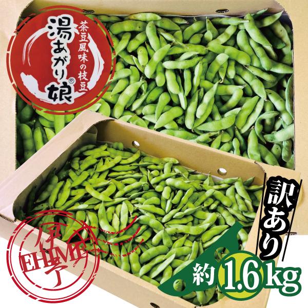 えだ豆 枝豆 生枝豆 湯あがり娘 訳あり 愛媛産 約1.6kg 送料無料 