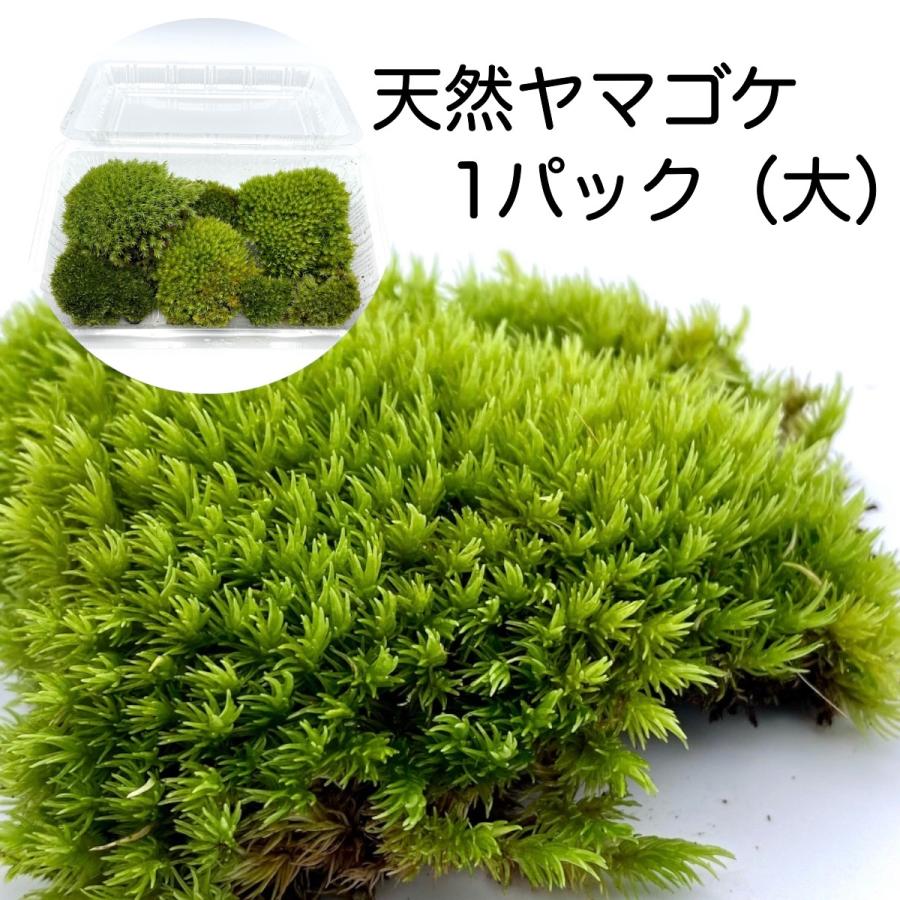 完璧 天然苔1パック 217 140ｍｍ ヤマゴケ 苔テラリウム テラリウム アクアリウム 盆栽 園芸 観葉植物