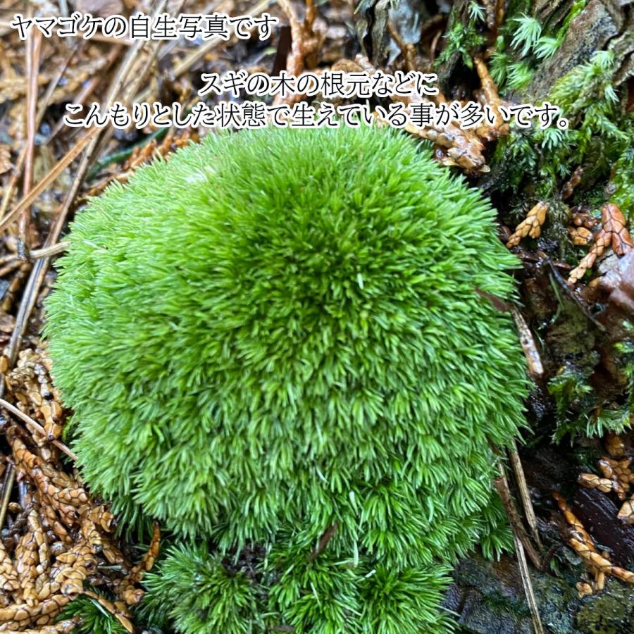 天然苔1パック 217 140ｍｍ ヤマゴケ 苔テラリウム テラリウム アクアリウム 盆栽 園芸 観葉植物 Kokepack 003 フォレストジャパン 通販 Yahoo ショッピング