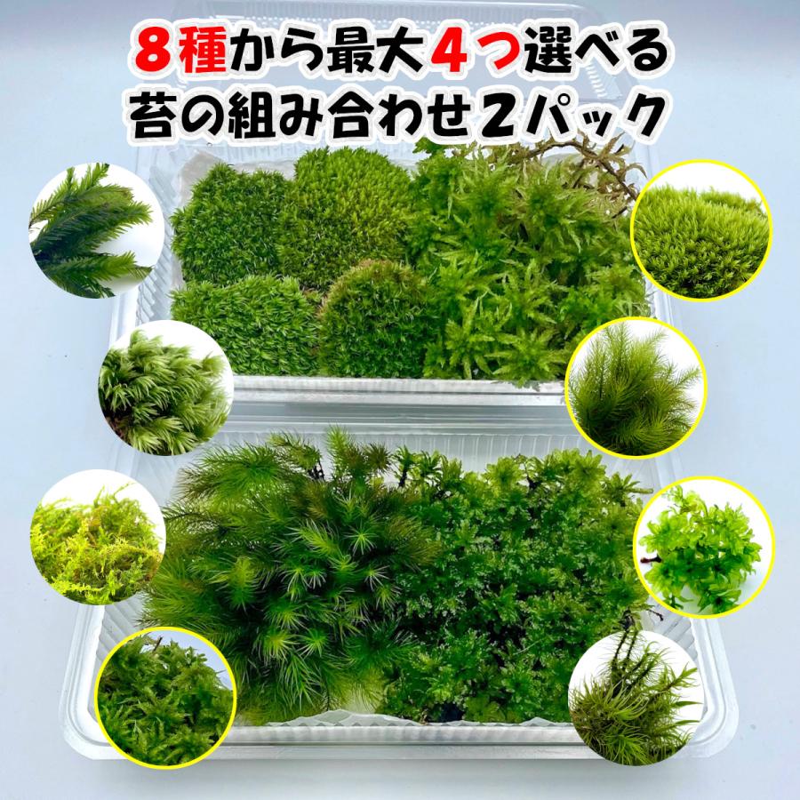4つ選べる苔の組み合わせ2パック 190mm 1mm 2パック 苔テラリウム アクアリウム ハーバリウム 盆栽 苔玉 苔パック 観葉植物 詰め合わせ Kokepack Choice02 フォレストジャパン 通販 Yahoo ショッピング