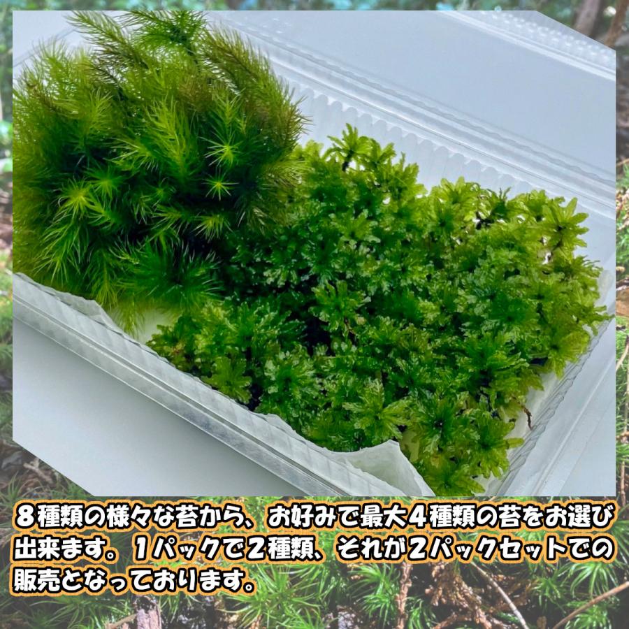 入荷予定 4つ選べる苔の組み合わせ2パック 190mm 1mm 2パック 苔テラリウム アクアリウム ハーバリウム 盆栽 苔玉 苔パック 観葉植物 詰め合わせ Aynaelda Com
