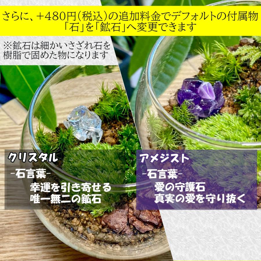 恐竜 苔テラリウム手作り工作キット ギフト プレゼント クリスマス 贈り物 セット テラリウム 観葉植物 コケリウム 手作り 作り方 Terakit 003 フォレストジャパン 通販 Yahoo ショッピング
