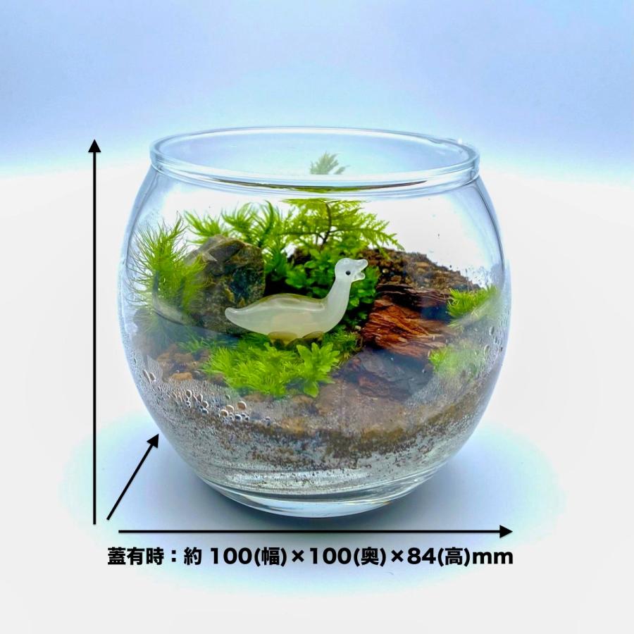 恐竜 苔テラリウム手作り工作キット ギフト プレゼント クリスマス 贈り物 セット テラリウム 観葉植物 コケリウム 手作り 作り方 Terakit 003 フォレストジャパン 通販 Yahoo ショッピング