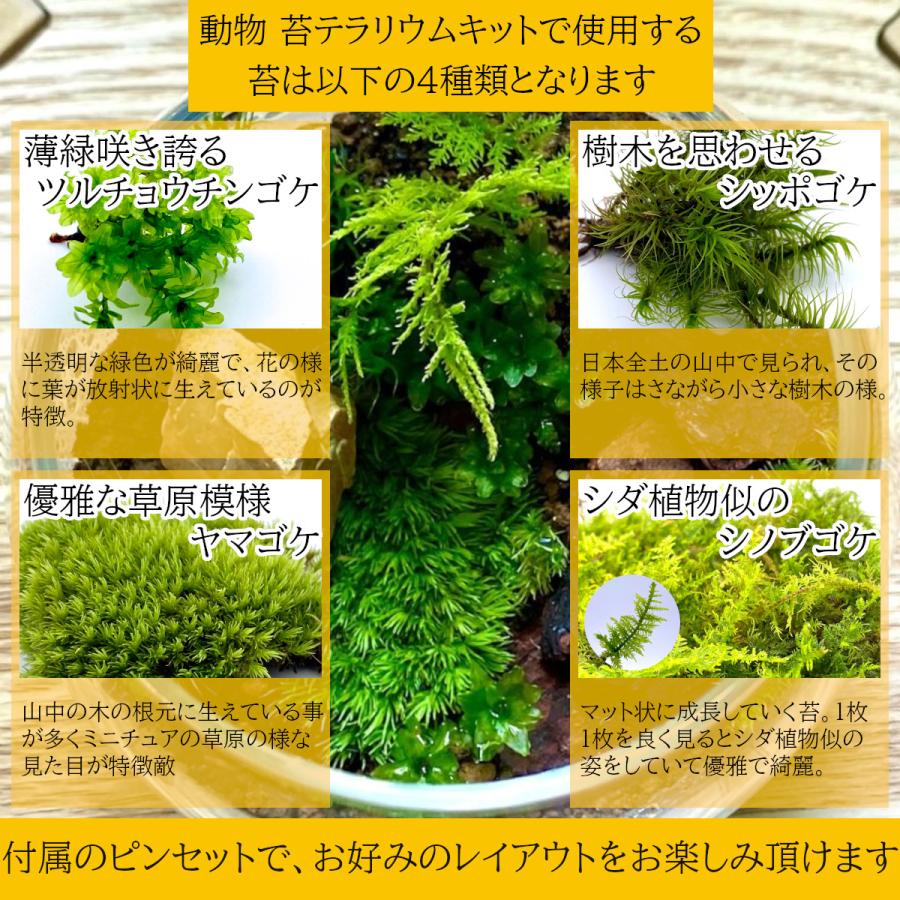 昆虫 苔テラリウム手作り工作キット 作り方 説明書付 ギフト 贈り物 プレゼント キット セット ハンドメイド 冬休み 宿題 テラリウム 敬老の日 子供の日 Terakit 006 フォレストジャパン 通販 Yahoo ショッピング