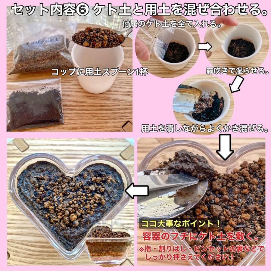 買い誠実 苔テラリウム コケリウム 苔リウム 手作りキットセット バレンタインデー ホワイトデー 初心者から中級者まで Wantannas Go Id